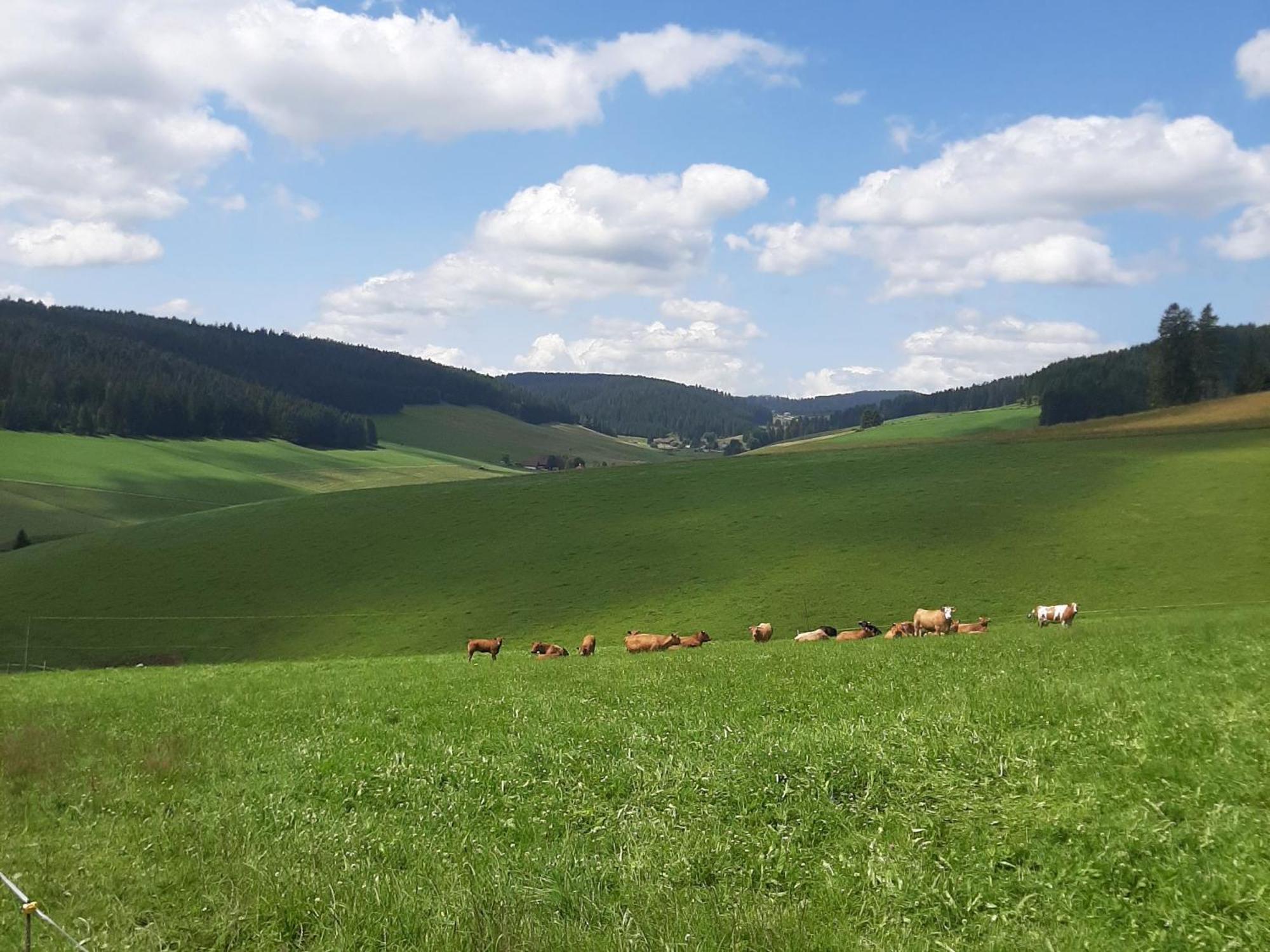 Haus Zum Sternen Apartman Vöhrenbach Kültér fotó
